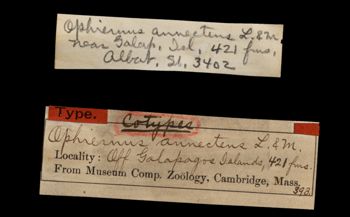 Media type: image;   Invertebrate Zoology OPH-393 Aspect: labels